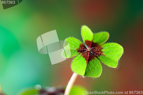 Image of Four - Leaved Clover