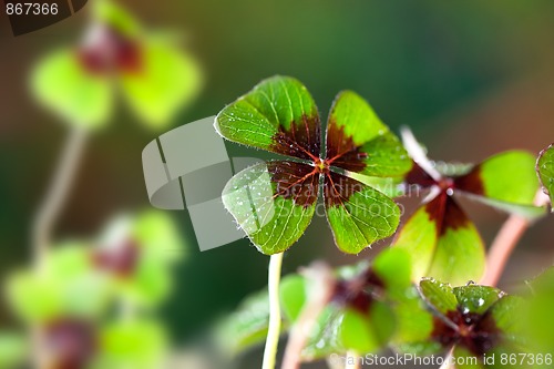 Image of Four - Leaved Clover