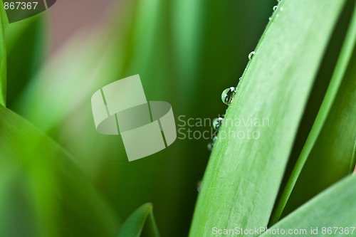 Image of Dew Drop on Green Leaf