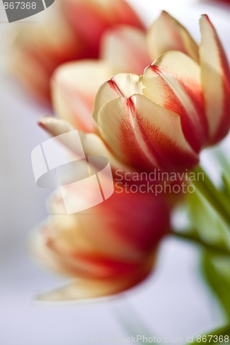 Image of Red and White Tulips