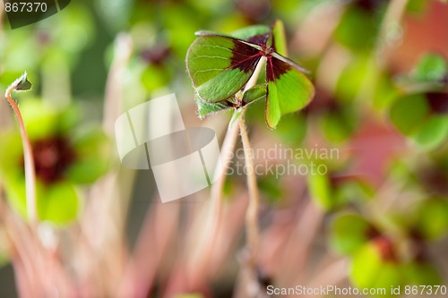 Image of Four - Leaved Clover