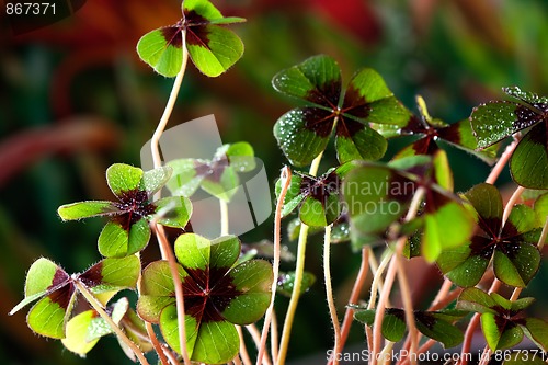 Image of Four - Leaved Clover