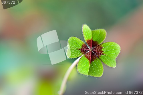 Image of Four - Leaved Clover