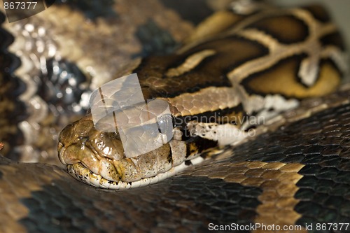 Image of Diamond Python Morelia spilota