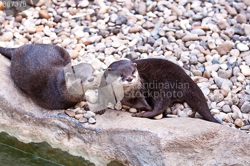 Image of Oriental Small-clawed Otter (Aonyx cinerea)