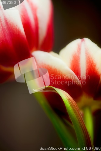Image of Red and White Tulips
