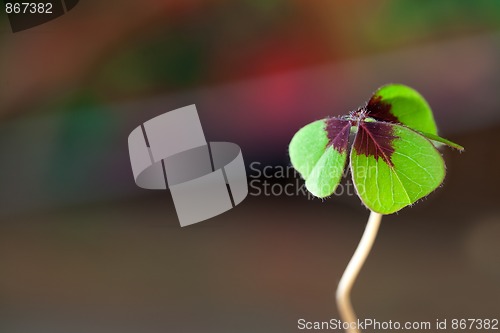 Image of Four - Leaved Clover