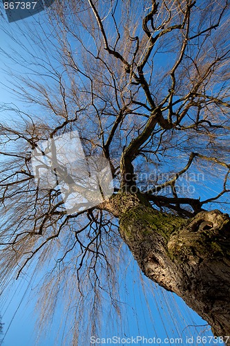 Image of Tree in Winter