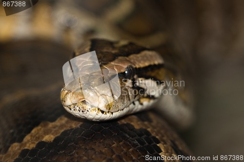 Image of Diamond Python Morelia spilota