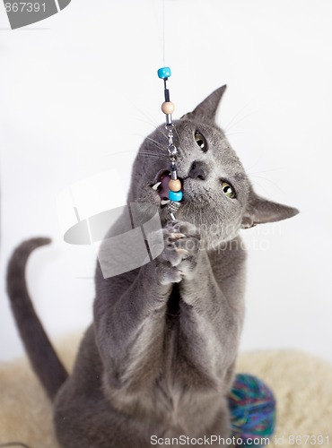 Image of Portrait of a Russian Blue Cat Playing