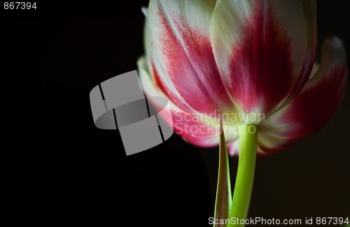 Image of Red and White Tulips