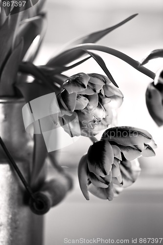 Image of Tulips in old Milk Can