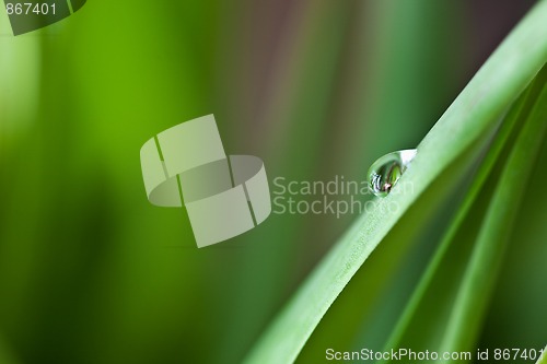 Image of Dew Drop on Green Leaf