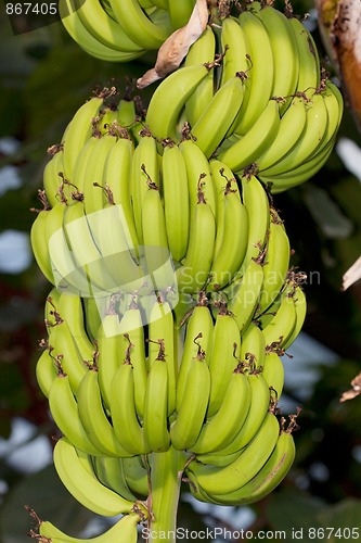 Image of Large Banana Bunch