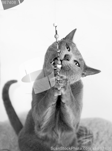 Image of Portrait of a Russian Blue Cat
