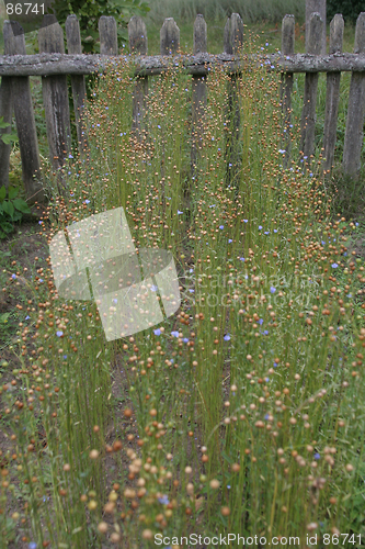 Image of Flax