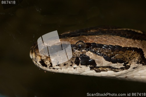 Image of Diamond Python Morelia spilota