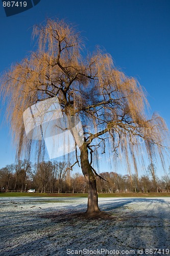 Image of Tree in Winter