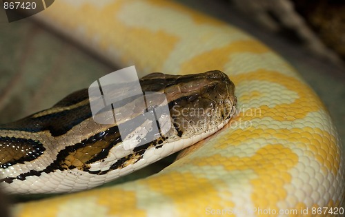 Image of Diamond Python Morelia spilota