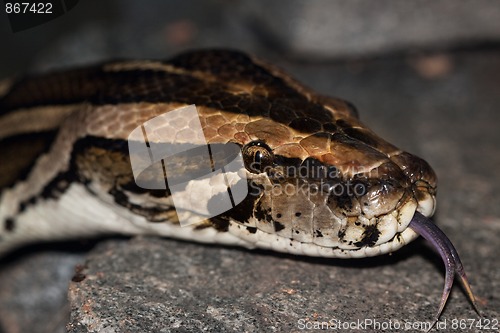 Image of Diamond Python Morelia spilota