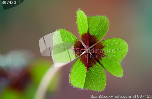 Image of Four - Leaved Clover