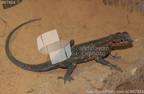 Image of Mwanza Flat-headed Rock Agama