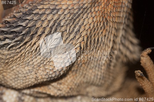 Image of Head Detail of a Central Bearded Dragon