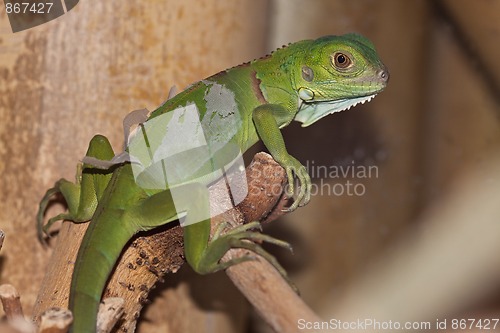 Image of Baby Green Leguan