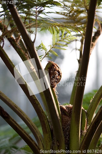 Image of Tree Fern