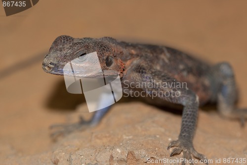 Image of Mwanza Flat-headed Rock Agama