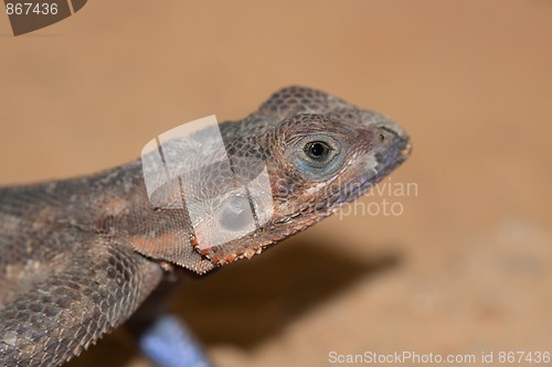 Image of Mwanza Flat-headed Rock Agama