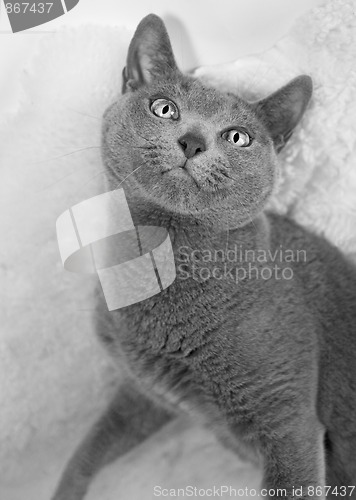 Image of Portrait of a Russian Blue Cat