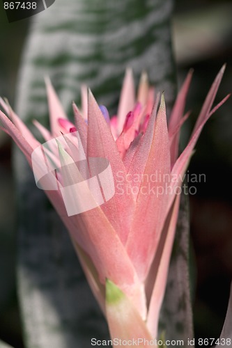 Image of Cactus Flower