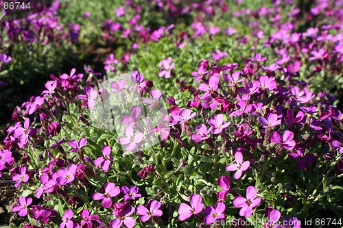 Image of Flowers