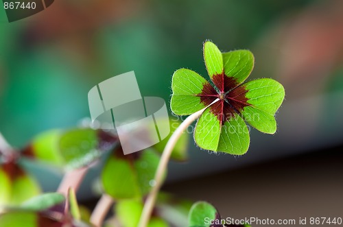Image of Four - Leaved Clover
