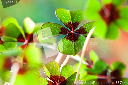 Image of Four - Leaved Clover