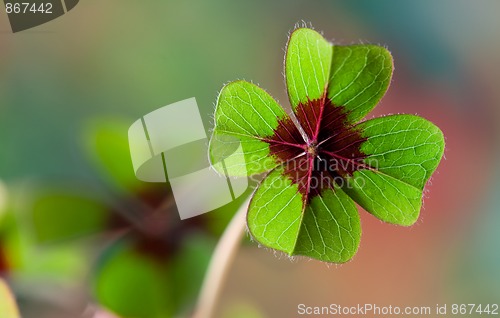 Image of Four - Leaved Clover