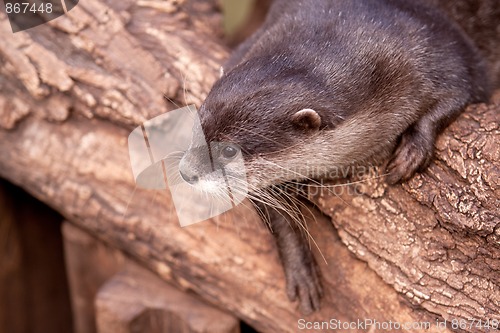 Image of Oriental Small-clawed Otter (Aonyx cinerea)