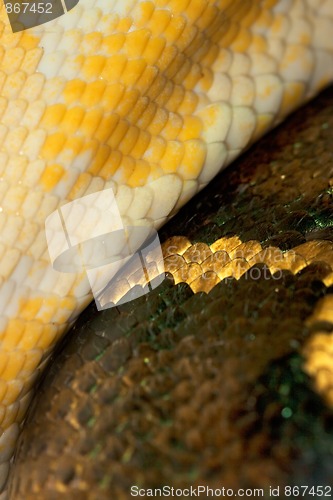 Image of Diamond Python Morelia spilota