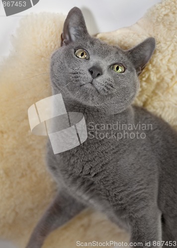 Image of Portrait of a Russian Blue Cat