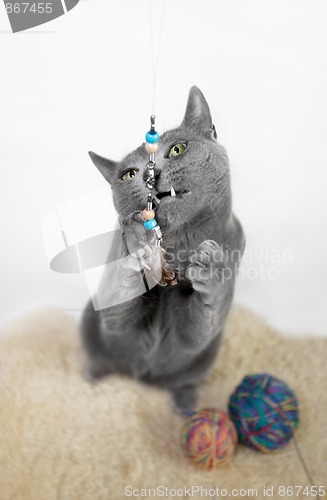 Image of Portrait of a Russian Blue Cat Playing