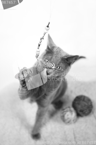 Image of Portrait of a Russian Blue Cat Playing