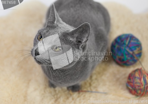 Image of Portrait of a Russian Blue Cat Playing