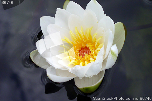 Image of Waterlily