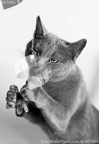 Image of Portrait of a Russian Blue Cat