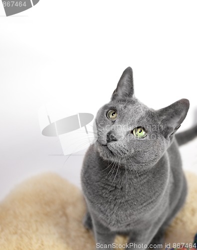 Image of Portrait of a Russian Blue Cat