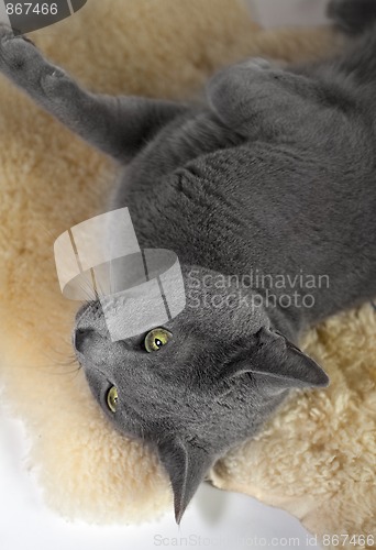 Image of Portrait of a Russian Blue Cat