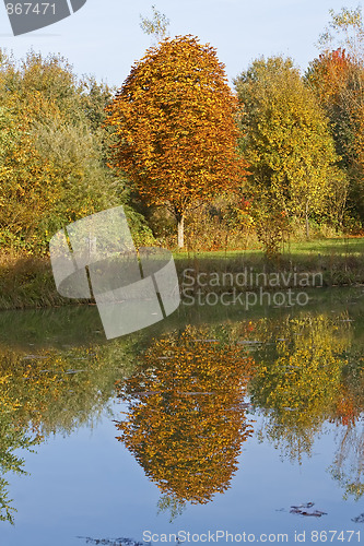 Image of Colorful Trees