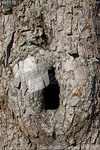 Image of Trunk with hole