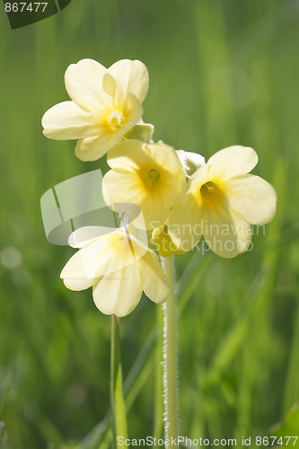 Image of Cowslip